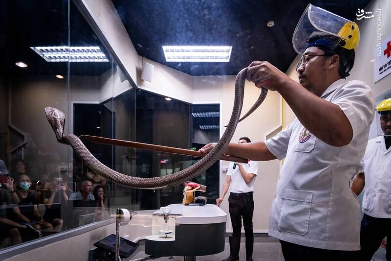 استخراج سم از بدن یک مار کبری در بانکوک _ تایلند
