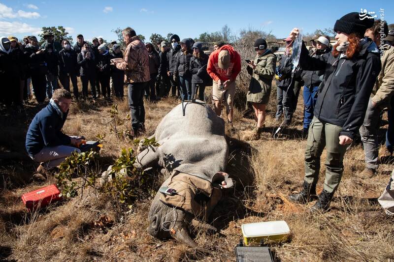دانشجویان دامپزشکی به دور کرگدن سیاهی که از یک هلیکوپتر در یک ذخیره‌گاه خصوصی سقوط کرده است جمع شده‌اند./ پولوکوان _ آفریقای جنوبی