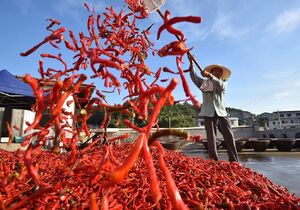 فصل خشک کردن فلفل قرمز در چین