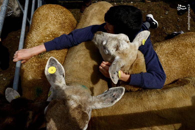در آغوش گرفتن یک گوسفند توسط یک کودک در دهکده گالوی شهرستان راندستون _ ایرلند