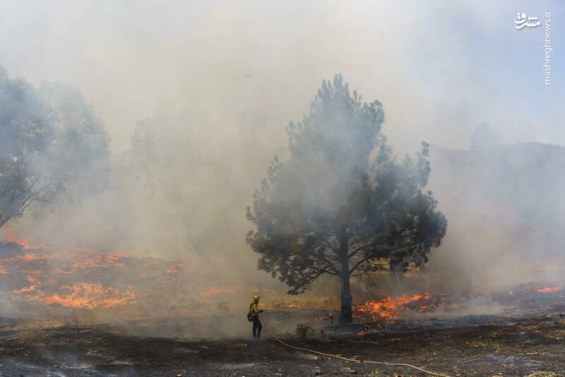 آتش سوزی کنترل شده برای کاهش علف‌های هرز و اطفای حریق آن توسط یک آتش نشان در گروولند _ کالیفرنیا