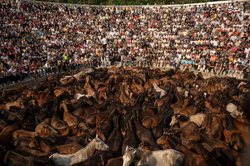 اسب‌های وحشی اسیر شده در جشنواره تحت عنوان حیوان آزاری در سابوسدو _ اسپانیا