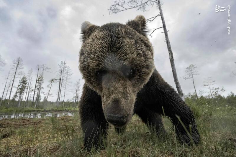 چشم در چشم شدن یک خرس قهوه‌ای با دوربین تله‌ای در تایگا _ فنلاند