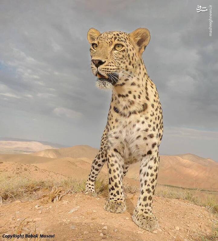 ثبت تصویری استثنایی از پلنگ ایرانی در اسفراین