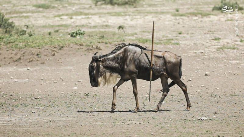 عکس / گوزن یالدار با نیزهای در بدن زندگی میکند 4