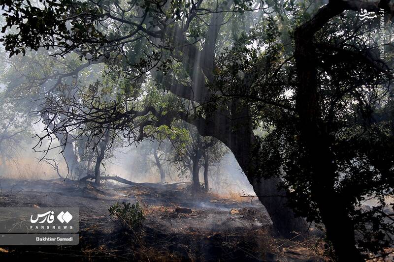 عکس/ آتش به جانِ جنگلهای مریوان