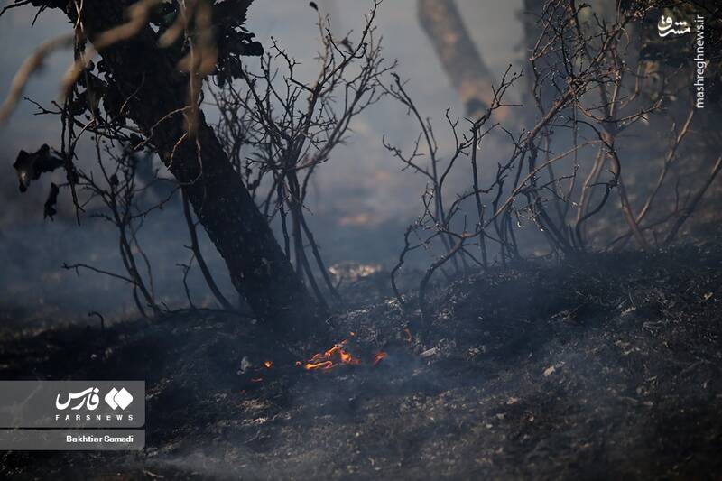 عکس/ آتش به جانِ جنگلهای مریوان