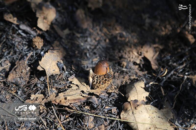 عکس/ آتش به جانِ جنگلهای مریوان