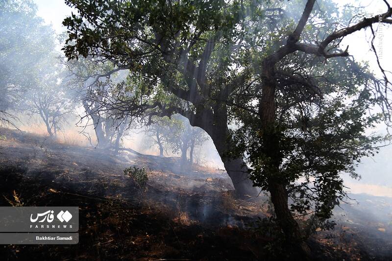 عکس/ آتش به جانِ جنگلهای مریوان