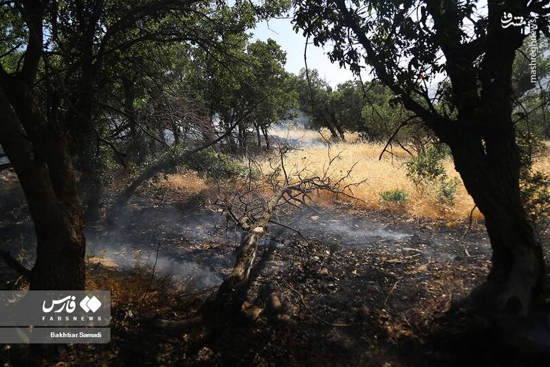 عکس/ آتش به جانِ جنگلهای مریوان