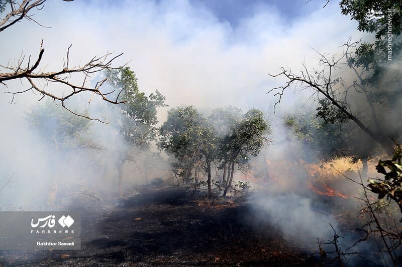 عکس/ آتش به جانِ جنگلهای مریوان