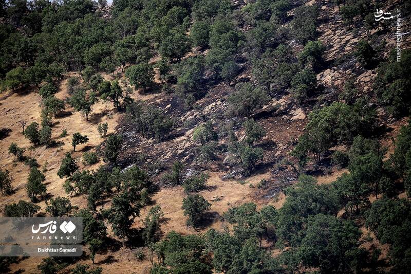 عکس/ آتش به جانِ جنگلهای مریوان