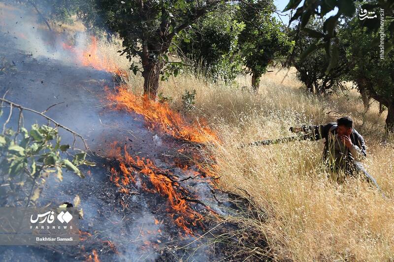 عکس/ آتش به جانِ جنگلهای مریوان