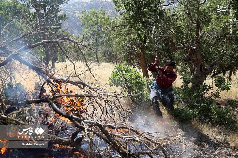 عکس/ آتش به جانِ جنگلهای مریوان