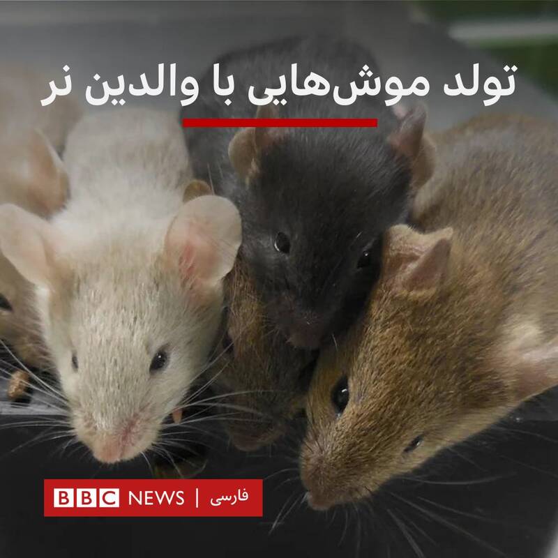 بایکوت محرم در شبکه همجنس بازی BBC+ عکس