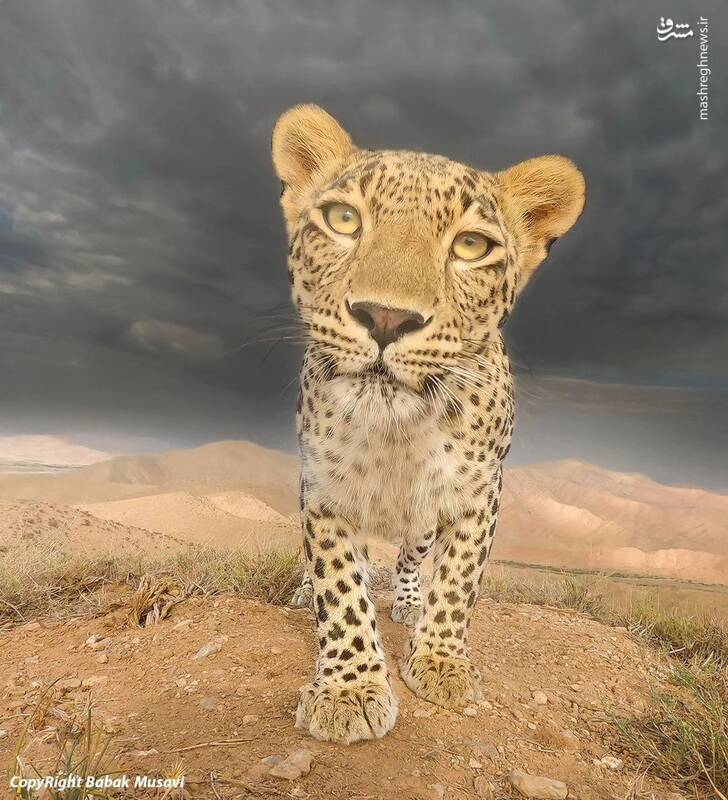 تصویری متفاوت از پلنگ ایرانی