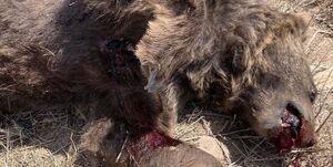 مرگ خرس قهوه‌ای با شلیک گلوله+ عکس