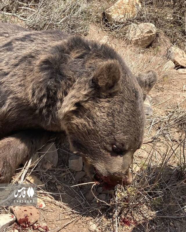 مرگ خرس قهوه‌ای با شلیک گلوله در شاهرود +عکس