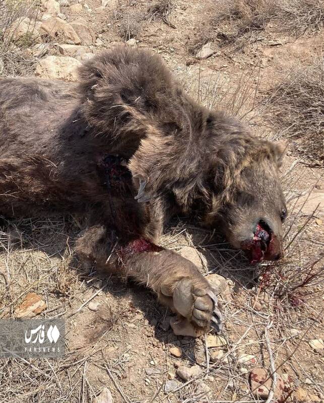مرگ خرس قهوه‌ای با شلیک گلوله در شاهرود +عکس