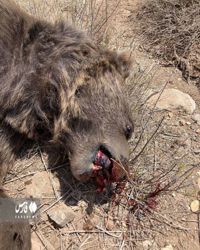 مرگ خرس قهوهای با شلیک گلوله در شاهرود +عکس