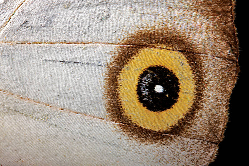 لکههای چشمی در بال پروانهها برای ترساندن دشمنان به کار میرود. هرچه ابعاد این لکهها بزرگتر باشد به پروانه هیبت بیشتری میدهد. این لکه چشمی روی بال پروانهای به نام Taenaris catops از کشور گینه نو دیده میشود که به حشره شکوه خاصی داده است.