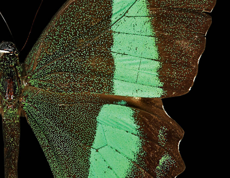 این پروانه زیبا از خانواده Papililonidae با نام علمی Papilio palinurus است که در جنگلهای انبوه آسیای جنوبشرقی در جزایر سولاوزی یافت میشود.