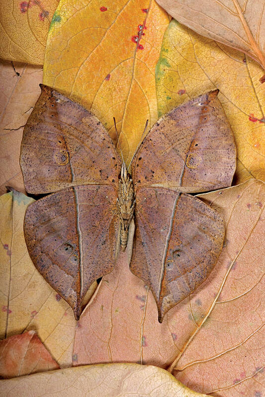 استتار از مهمترین عملکردهای طرح و رنگ در بال پروانه است. در بعضی گونهها این ویژگی به حدی است که تشخیص حشره از محیط اطراف تقریبا به سختی ممکن است. در این تصویر پروانه Kallima inachus از کشور هند دیده میشود که در سطح زیرین بالهای خود طرحی مشابه برگهای خشک پاییزی دارد.