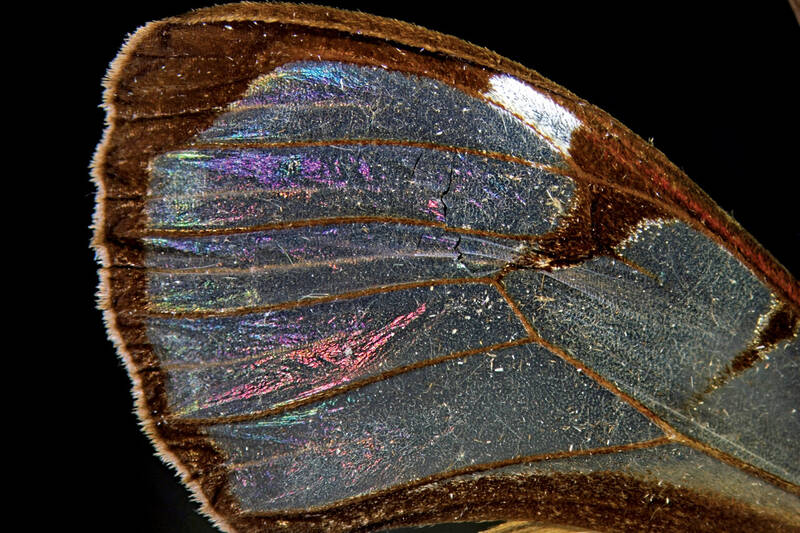 این قطعات مو مانند کوچک، در واقع پولکهایی هستند که در سیر تکامل، ابعادشان تحلیل رفته و فضاهای خالی فراوانی را روی بال ایجاد کردهاند و همین امر باعث شده تا بال به این شفافیت برسد.
