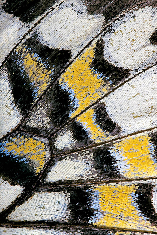 احتمالا این پروانه را در بوستانها و خیابانهای تهران در حال تغذیه از گلها دیدهاید؛ اما مطمئنا نه به این شکل. این تصویر بزرگنمایی شده بال این پروانه با نام علمی Papilio demoleus است که در شهر تهران دیده میشود. طرح و رنگ جالب پشت بال این پروانه استتار ویژهای را برای آن به ارمغان میآورد.