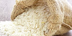 مخبر: مجوز واردات برنج فقط در صورت کمبود، صادر خواهد شد