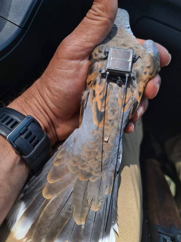 پرنده جاسوس در لبنان به دام افتاد