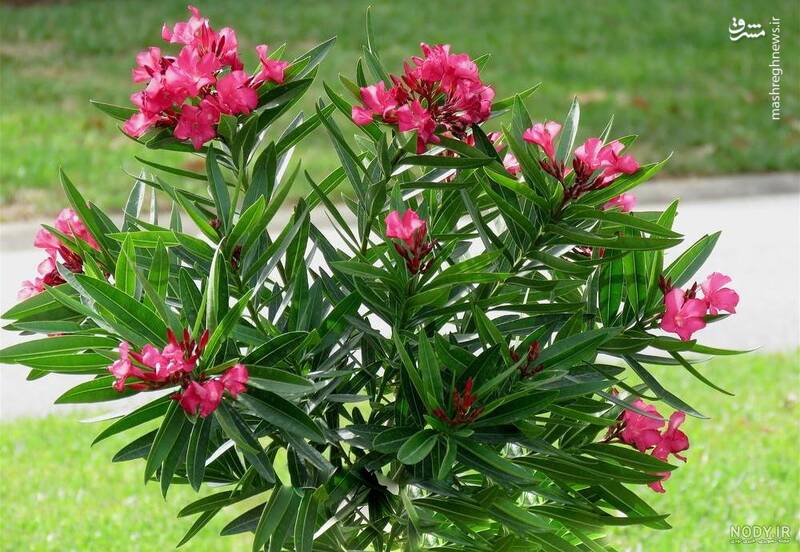 کدام گل آپارتمانی سمی است؟ +عکس