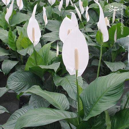 کدام گل آپارتمانی سمی است؟ +عکس