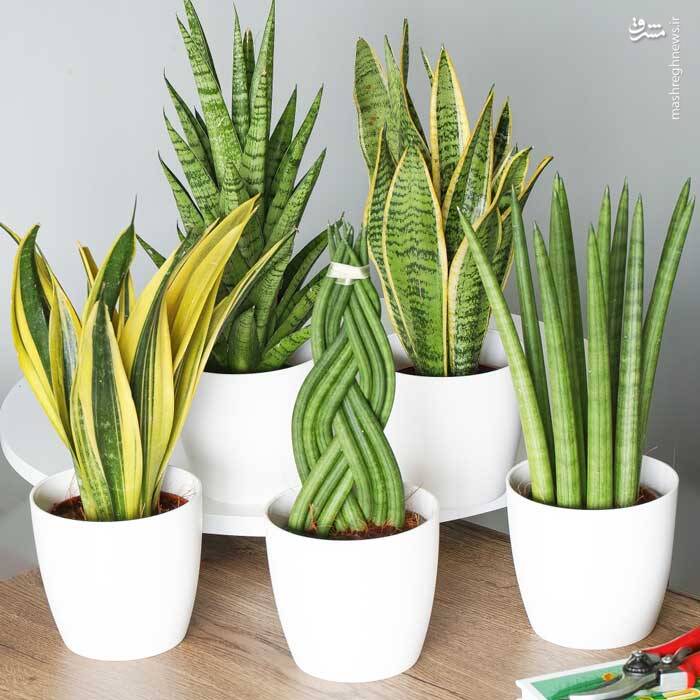 کدام گل آپارتمانی سمی است؟ +عکس