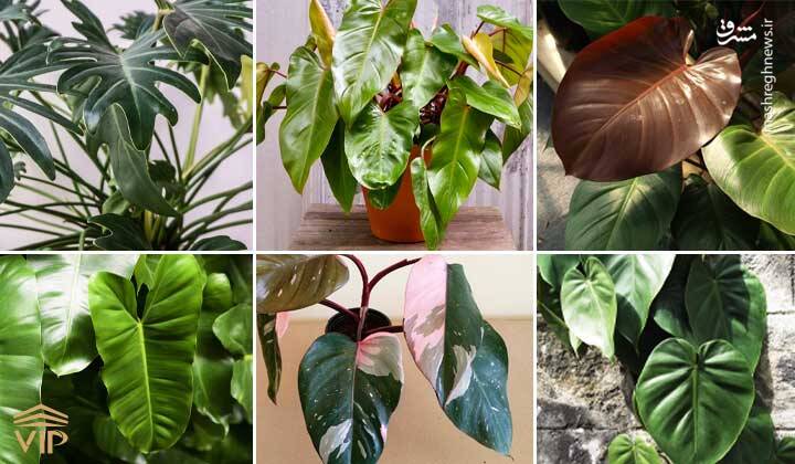 کدام گل آپارتمانی سمی است؟ +عکس