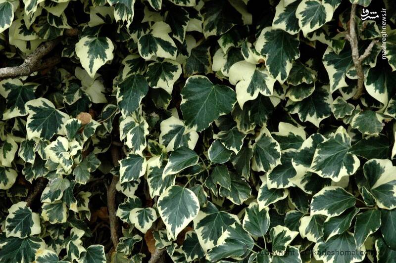 کدام گل آپارتمانی سمی است؟ +عکس