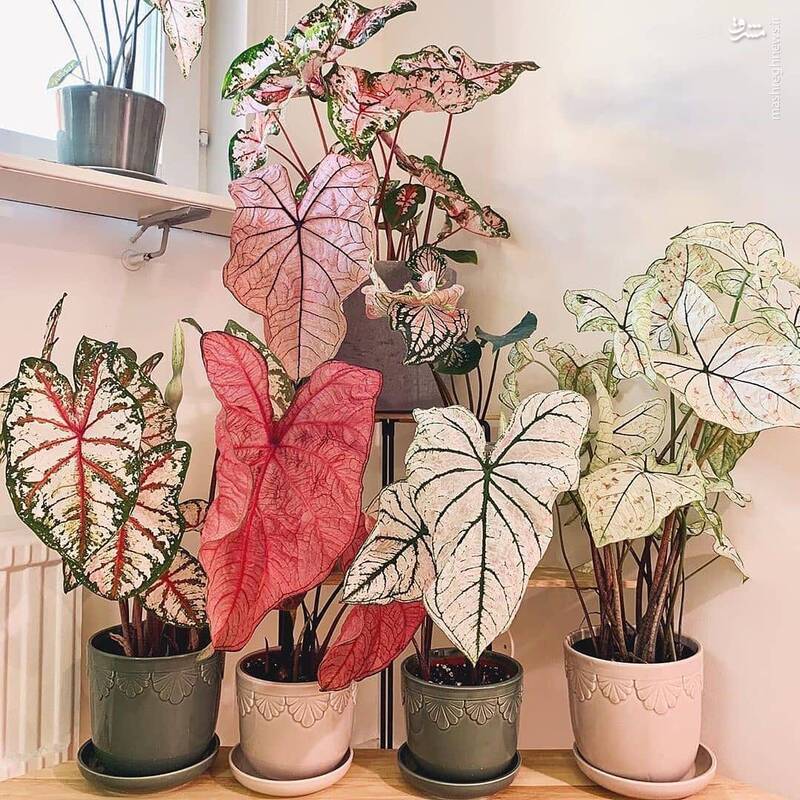 کدام گل آپارتمانی سمی است؟ +عکس