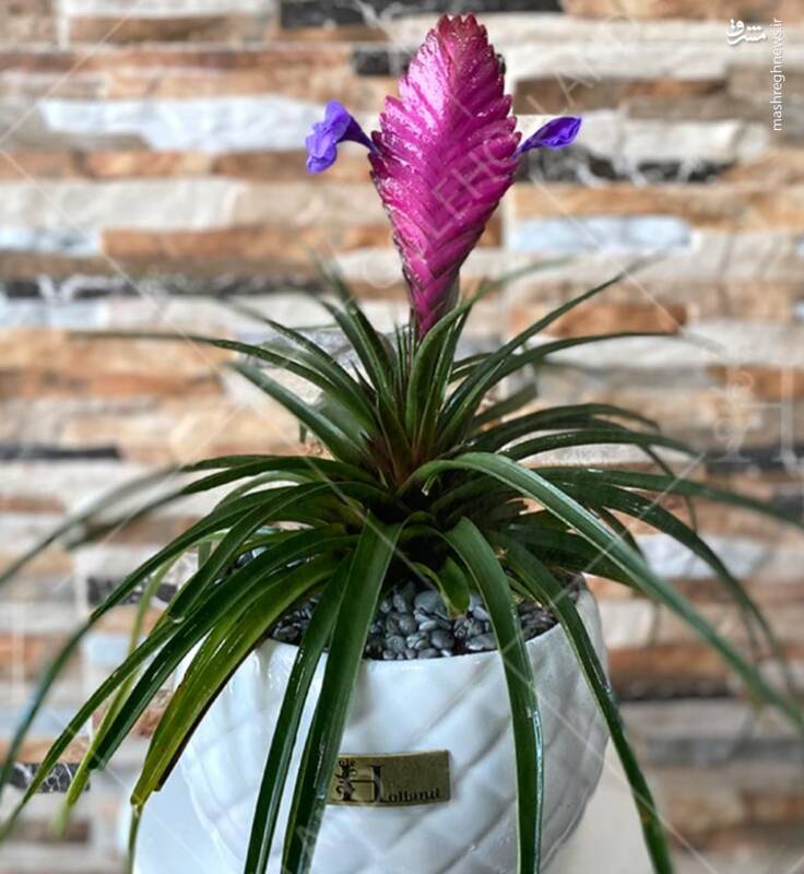 کدام گل آپارتمانی سمی است؟ +عکس