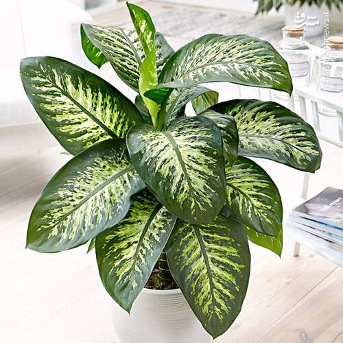 کدام گل آپارتمانی سمی است؟ +عکس