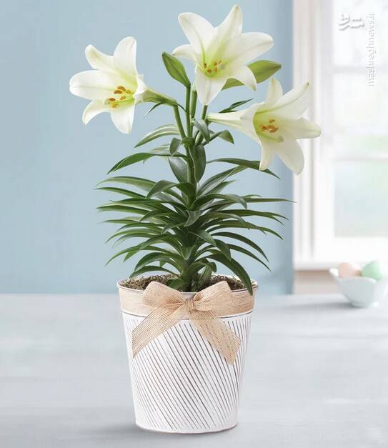 کدام گل آپارتمانی سمی است؟ +عکس