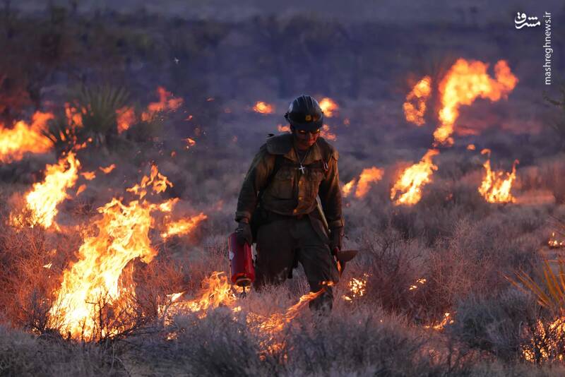 تلاش آتش نشانان برای اطفای حریق جنگلی در نوادا _ آمریکا