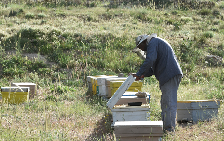 بهترین عسل طبیعی بازار را از کجا بخریم؟ + نحوه تشخیص عسل