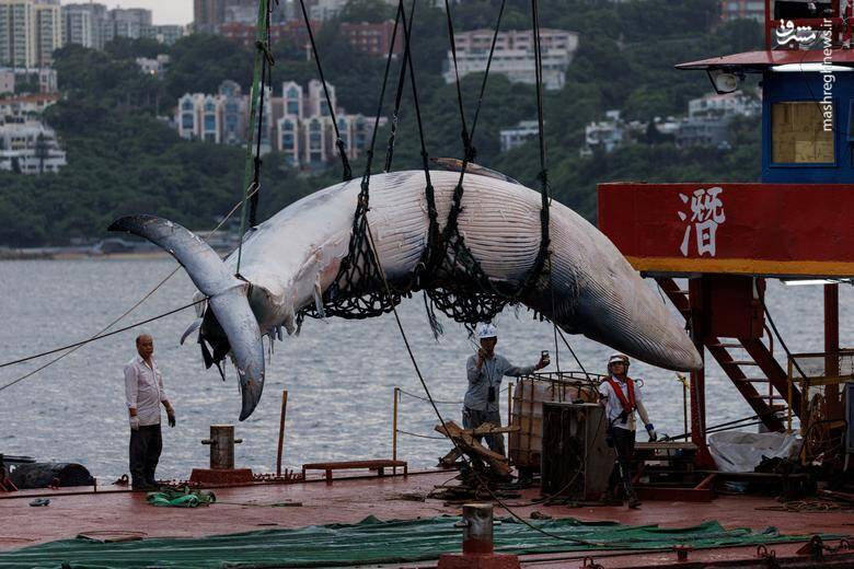 حمل لاشه یک نهنگ توسط یک کشتی در هنگ کنگ _ چین