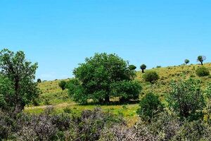 یک چهارم عرصههای طبیعی یزد در خطر آتش سوزی