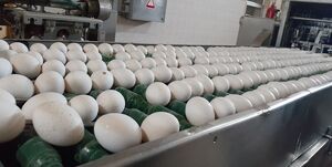 تخم مرغ همچنان کمتر از نرخ مصوب فروخته می‌شود