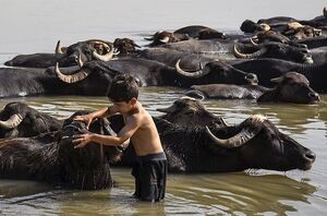 رکوردشکنی موج گرما در ۸ سال گذشته جهان؛ چه باید کرد؟