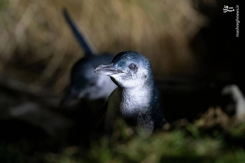 پنگوئن آبی، کوچکترین گونه پنگوئن جهان که در خطر انقراض قرار دارد. دوندین _ نیوزلند