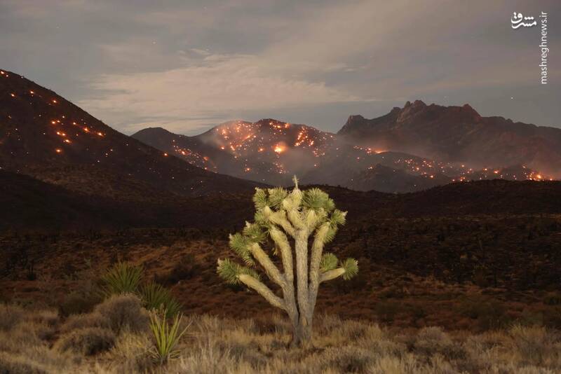 آتش سوزی گسترده در منطقه حفاظت شده ملی موهاوی در کالیفرنیا