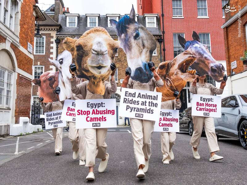 تعدادی از حامیان حیوانات با پوشیدن لباس اسب و شتر خواستار پایان دادن به حیوان سواری در خارج از سفارت مصر شدند./ لندن _ انگلستان