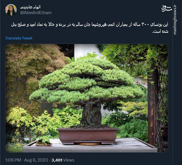 درختی که پس از بمباران اتمی نماد صلح شد!+ عکس